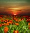 Sunset flower field