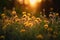 Sunset flower meadow field of dandelions, beautiful bokeh