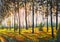 Sunset forest landscape painting Park, trees, sun rays