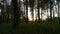 Sunset in the Forest through the Trees. Timelapse.