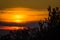 Sunset framed by pine trees.