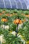 Sunset, Fritillaria imperialis crown imperial, imperial fritillary or Kaiser`s crown, species of flowering plant in lily family