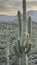 Sunset on a giant Saguaro cactus with a mountain backdrop in the Arizona Sonoran desert