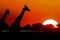 Sunset Giraffe