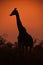 Sunset giraffe (IMG 3616)
