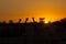 Sunset with giraffe, Namibia