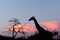 Sunset and giraffe in silhouette in Africa