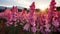 Sunset Glow: A Mingei-inspired Organic Field Of Pink Flowers