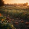 Sunset Glow on Pumpkin Patch Rows