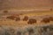 Sunset Glows Over Herd of Bison in Lamar Valley