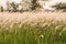 Sunset with golden grasses field in the evening