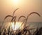 Sunset, grass flower field in nature with sunset background.