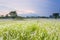 Sunset grasses in Hong Kong