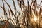 Sunset grasslands and foreground grass.