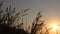 Sunset grasslands and foreground grass.