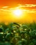 Sunset in green grass field closeup, spring landscape, bright colorful sky and clouds as background