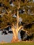 Sunset on Gum Tree