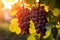 Sunset harvest grapes leaf agriculture nature vine closeup green fruit bunch wine