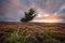 Sunset on the heath with a single tree.