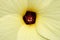 `Sunset Hibiscus` flower - Abelmoschus Manihot