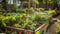 Sunset home Bio Gardening hand made veggie garden with wood raised beds with lots of greens, vegetables and fruits