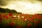 Sunset in horizon covering field of wild flowers