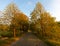 Sunset on an idyllic old avenue on the Baltic island of RÃ¼gen.