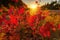 Sunset Illuminates Red Maple Leaves