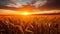 Sunset Illuminating A Field Of Wheat