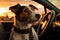 Sunset journey Jack Russell terrier dog in a car scene