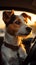 Sunset journey Jack Russell terrier dog in a car scene
