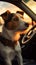 Sunset journey Jack Russell terrier dog in a car scene