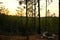 Sunset in Kisatchie National Forest Backbone Trail in Louisiana