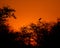 Sunset at Kruger park South Africa with marabou shilouette