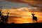 Sunset Kudu
