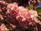 Sunset Kwanzan Cherry Blossoms