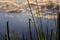 Sunset on the lake in the forest. Silhouette of a dragonfly on the grass