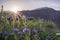 Sunset landscape in Anza Borrego Desert State Park during a spring super bloom, California