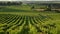 Sunset landscape bordeaux wineyard france, europe Nature