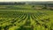 Sunset landscape bordeaux wineyard france, europe Nature