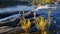 Sunset landscape scene - long exposure of waterfall with a plant in the foreground