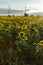 Sunset landscape of sunflower field at Kazanlak Valley, Stara Zagora Region, Bulgaria