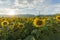 Sunset landscape of sunflower field at Kazanlak Valley, Stara Zagora Region, Bulgaria