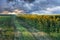 Sunset landscape at sunflower field with stormy clouds in background