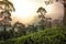 Sunset landscape at tea plantation hill field fog trees terrace in Asian Sri Lanka Nuwara Eliya surroundings
