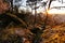 Sunset in leafy forest with colossal rock formations in Sanctuary of Penha in Guimaraes