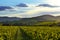 Sunset lights over vineyards and mountains, Beaujolais, France