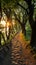 Sunset lit hillside alley, a serene summer stroll through enchanting forest