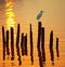 Sunset lone egret