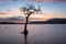 Sunset at Lone Tree at Milarrochy Bay Loch Lomond